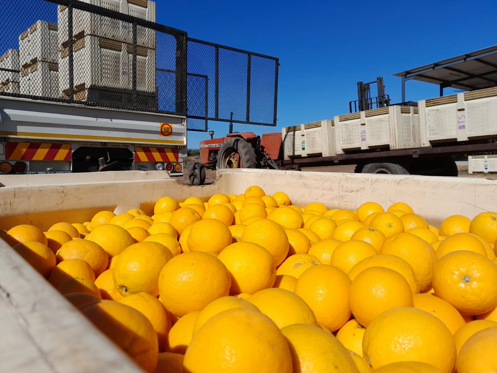 OrangeFruit